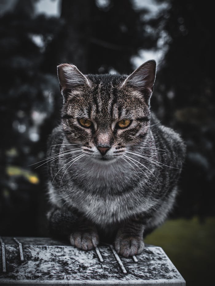 Portrait of a tabby cat with an intense gaze in an outdoor setting.
