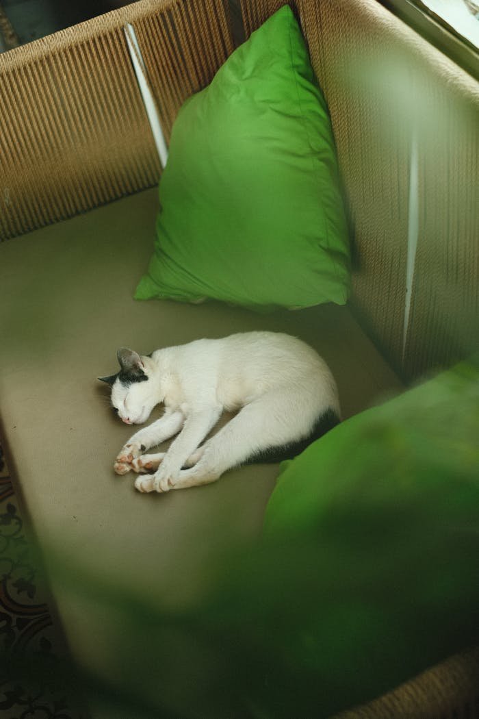Peaceful cat sleeping on a sofa with green cushions, capturing a serene indoor moment.