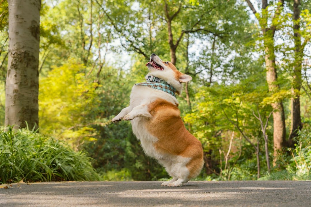 services-04 A corgi dog wearing a bandana jumps playfully outdoors in a park surrounded by lush green trees and nature, with its tongue out and looking happy.