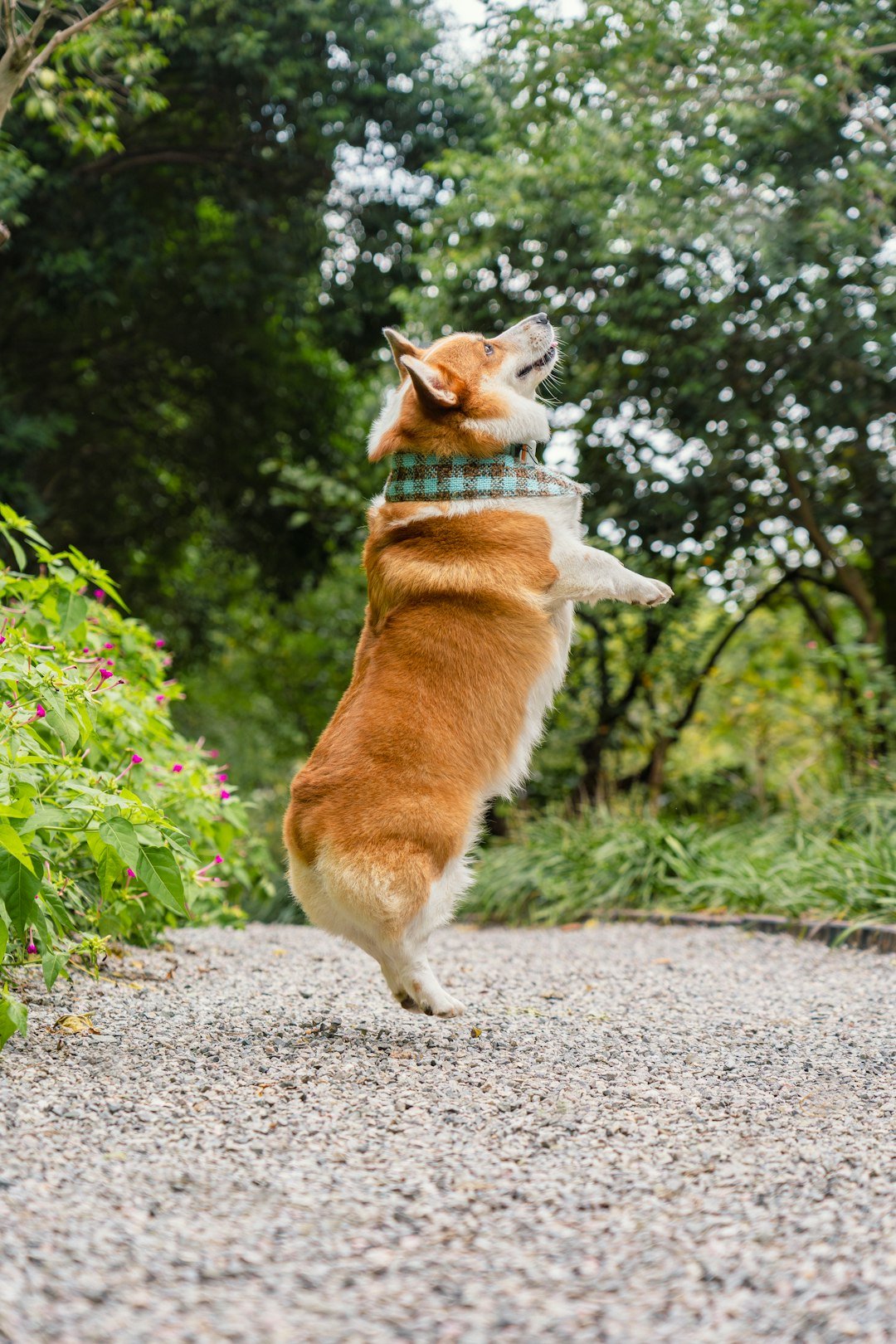 why-choose-us A corgi dog wearing a checkered bandana jumps playfully on a gravel path outdoors in a park, surrounded by green trees and pink flowers, looking happy and cute in nature.