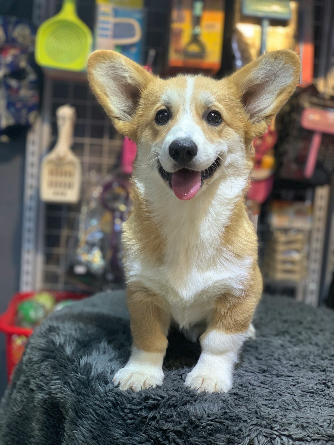 who-we-are a-happy-corgi-puppy-sitting-on-a-fuzzy-surface-e-u8epyyb8o