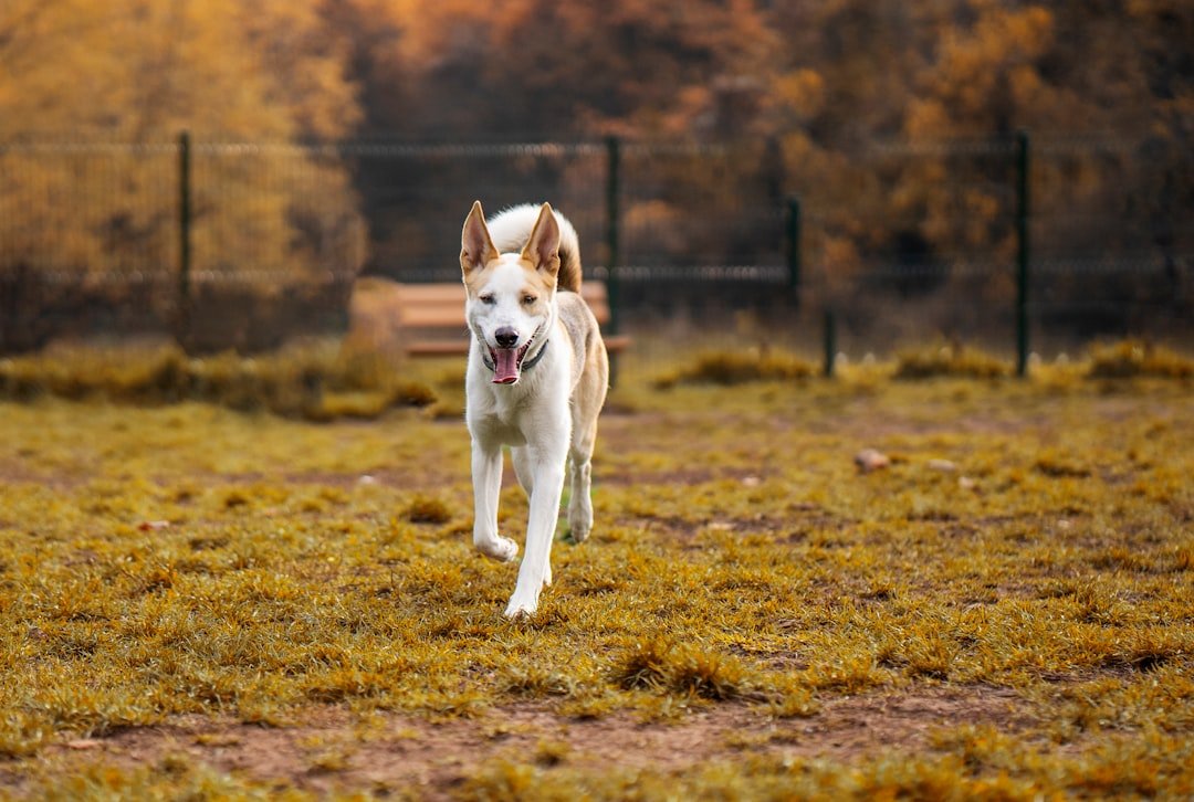 a-white-and-brown-dog-running-across-a-field-8hhdjym45d0
