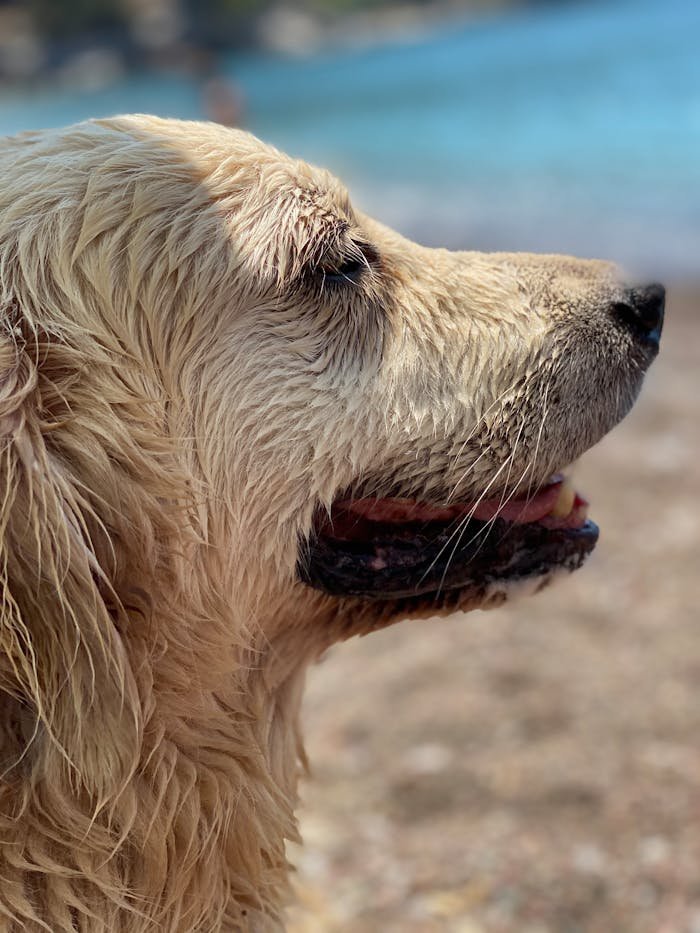 services-01 A wet Golden Retriever enjoying a sunny day at the beach, close-up view.
