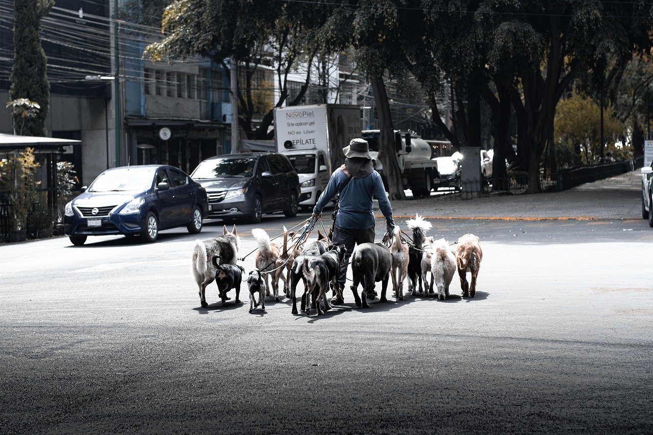 dog walk, dogwalker, mexico city, nature, pet, animal, street, autumn, pomerian, road, people, city, urban, work, labor
