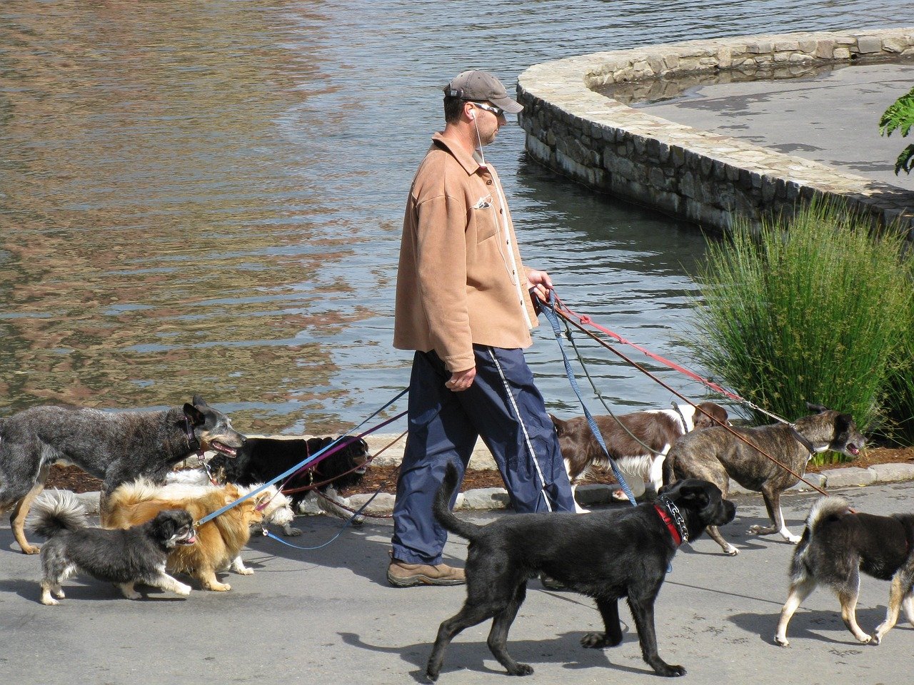 dogs, pets, canine, dogwalker, dogwalking, animal, dogwalker, dogwalker, dogwalker, dogwalker, dogwalker