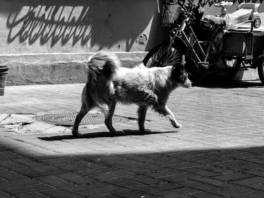 grayscale-photo-of-a-dog-standing-beside-a-wall-with-graffiti-p8fd8hdviek